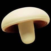 Stress Mushroom