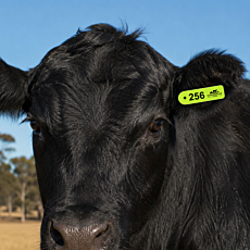Cattle Mini Flexible Ear Tags - Male