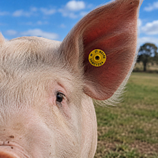 Pig Combination Tag Male & Female (NLIS)