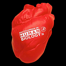 Stress Heart Anatomy Shape