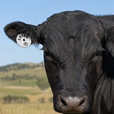 Cattle Button Flexible Ear Tags - Male
