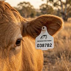 Cattle Flexible Ear Tags - Female