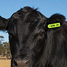 Cattle Mini Flexible Ear Tags - Male