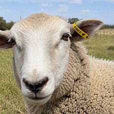Multipin Electronic eID Sheep & Goat Tag (NLIS)