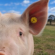 Pig Combination Tag Male & Female (NLIS)