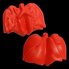 Stress Lungs Shape