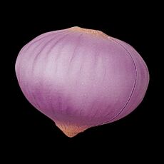 Stress Onion