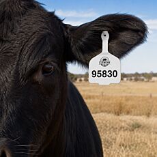 Cattle Self Piercing Ear Tags