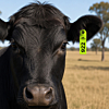 Cattle Mini Flexible Ear Tags - Female