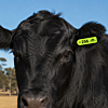 Cattle Mini Flexible Ear Tags - Male