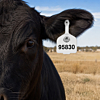 Cattle Self Piercing Ear Tags